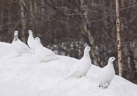 willowptarmigan04.jpg