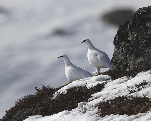 Ptarmigan