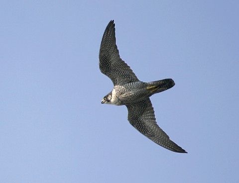 peregrine98b.jpg