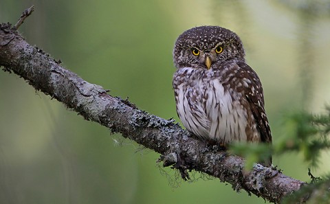 PygmyOwl-01