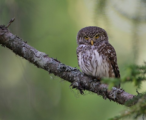 PygmyOwl-01