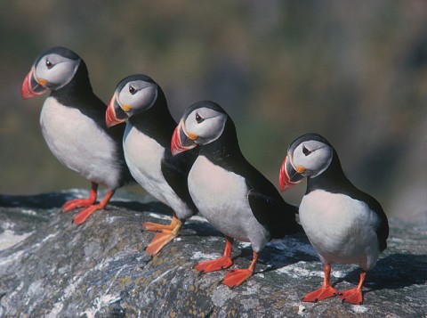 auks11.jpg