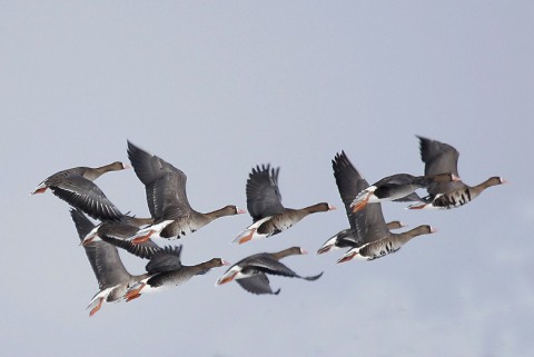 geese31.jpg