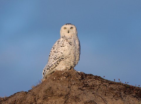 snowyowl01.jpg