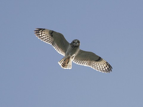 shortearedowl21.jpg