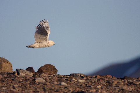 snowyowl24.jpg