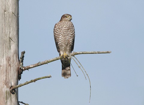 sparrowhawk-30.jpg