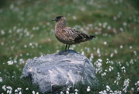 skuas23.jpg