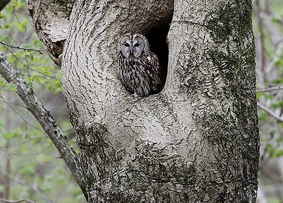 tawnyowl01.jpg