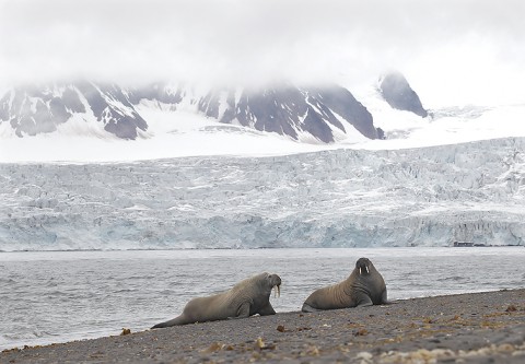 walrus