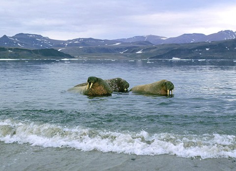 Tunu,- the backside of Greenland