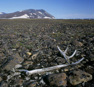 Tunu,- the backside of Greenland