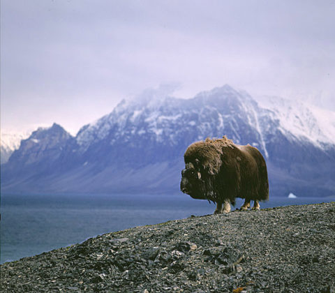 Tunu,- the backside of Greenland