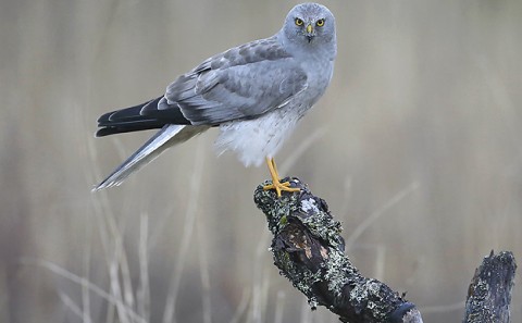 Hen Harrier, Orre, Norway