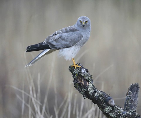 Hen Harrier, Orre, Norway