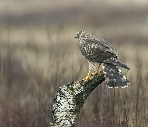 henharrier