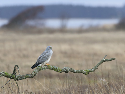 henharrier