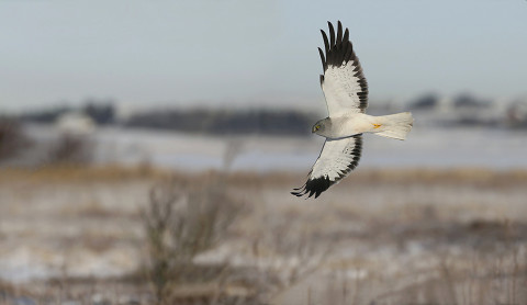 henharrier