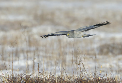 henharrier