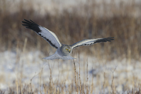 henharrier