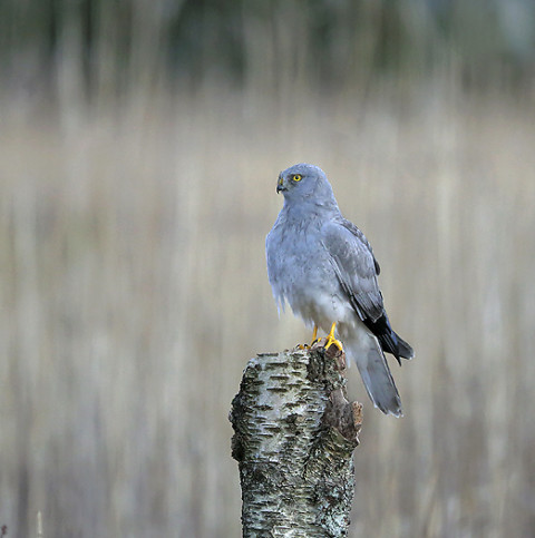 henharrier