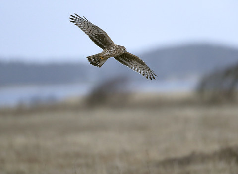 henharrier