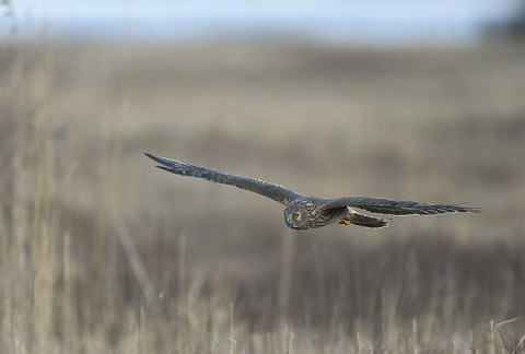 henharrier