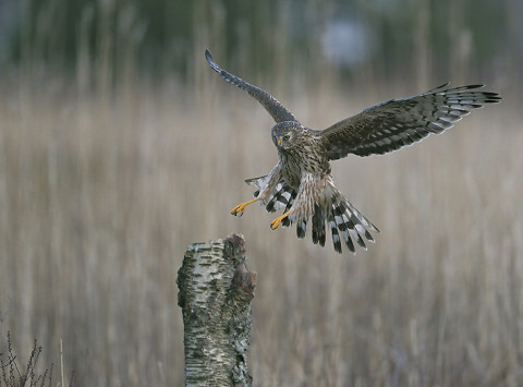 henharrier