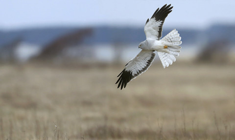 henharrier