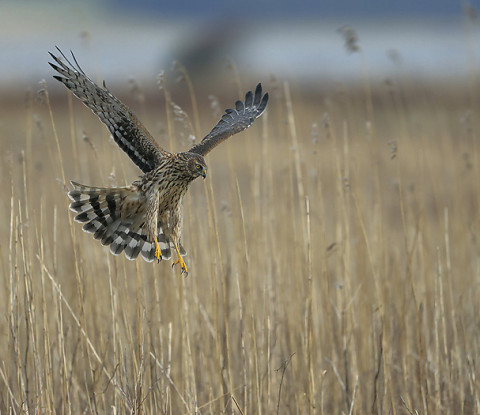 henharrier