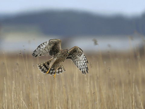 henharrier