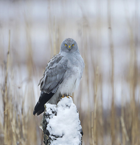 henharrier