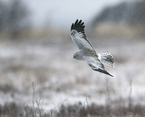 henharrier