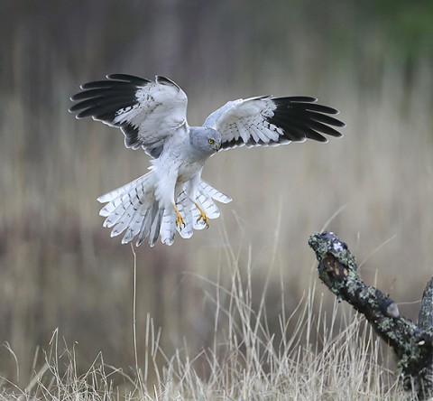 Hen Harrier