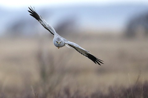 Hen Harrier