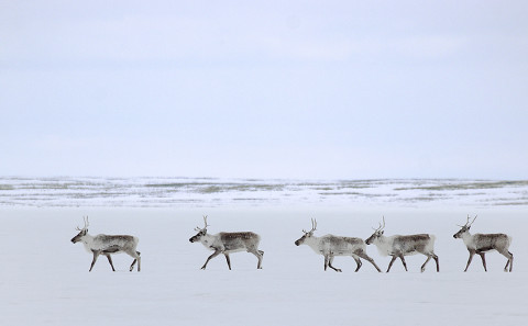 Caribou