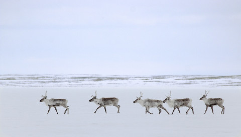 Caribou