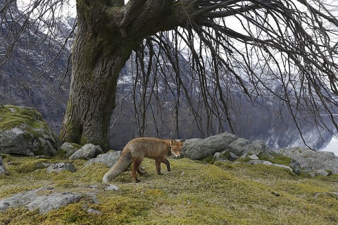 Red Fox