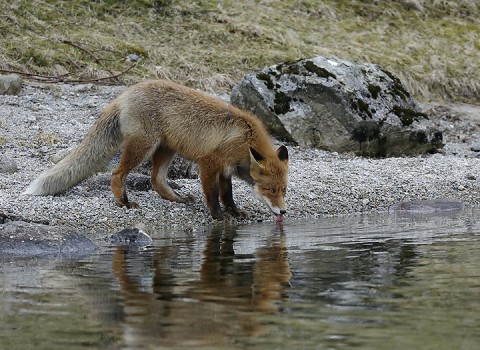 Red Fox