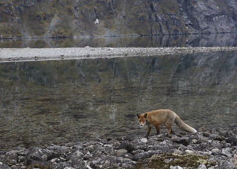 Red Fox