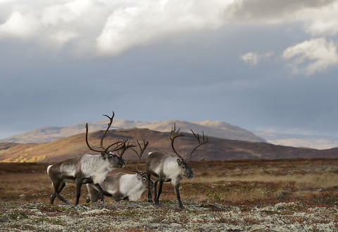 reindeer