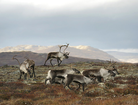 Reindeer herd in Forollhogna, Norway.