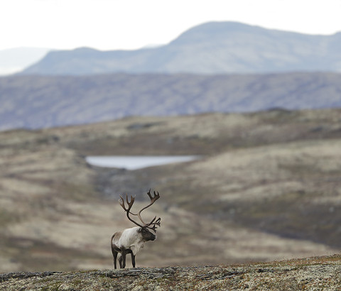 Reindeer bull in Forollhogna, Norway.