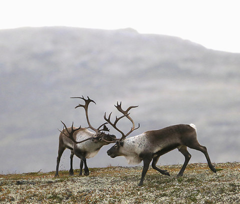 reindeer