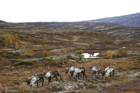 Reindeer herd at Forollhogna, Norway.