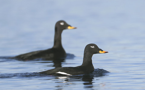 Velvet Scoters