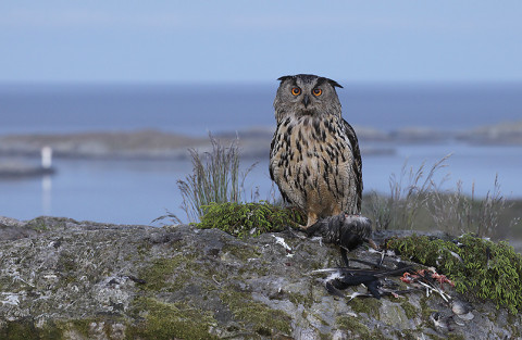 eagleowl