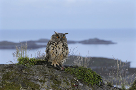 eagleowl