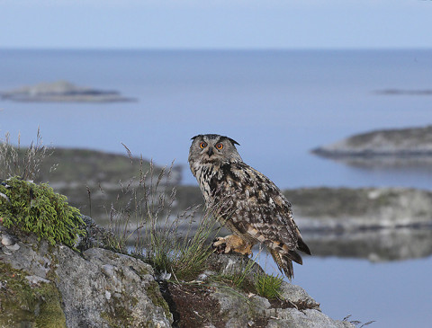 eagleowl