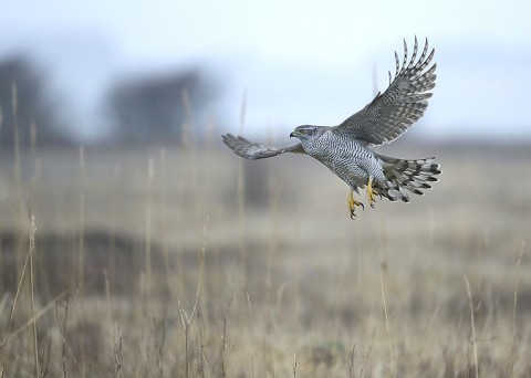 Goshawk